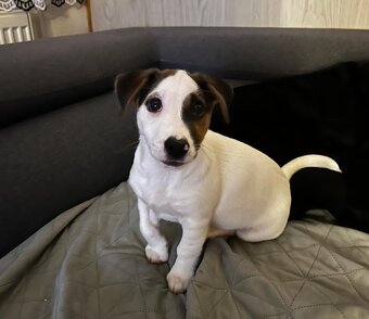 Jack Russell teriér - 4