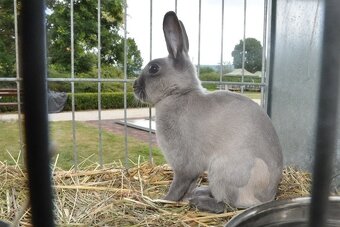 ZAKRSLÍCI - RHÖNŠTÍ, ČERNÍ TŘÍSLOVÍ, DIVOCE ZBARVENÍ, ZAJEČÍ - 4
