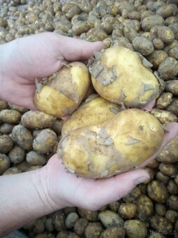 CIBULE 15 kč / kg - 4