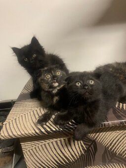 Britská koťátka - 4