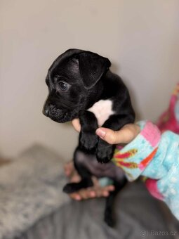 Štěňata-pitbull x labrador - 4