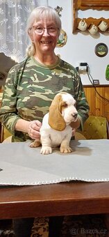 Basset hound – štěně s PP – bikolorní fenka - 4