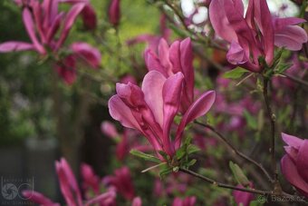 Objektiv Auto Danubia 35mm f2.8 M42 - 4