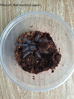 Sklípkani: Acanthoscurria, Brachypelmy, Lasiodora, Nhandu - - 4