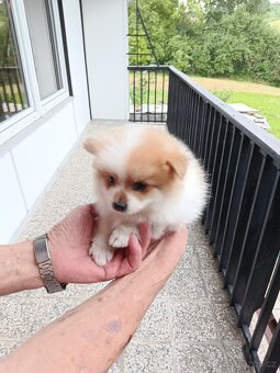 Pomeranian - 4