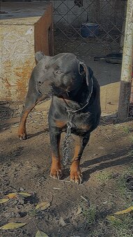 Dobry den daruji psa i fenu - 4