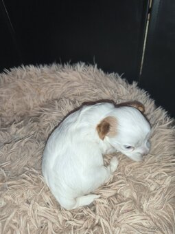 Jorkšírský teriér golddust s PP - 4