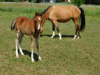 letošní hřebeček pony - 4