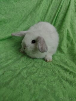 Vymazlení zakrslí králíčci - minilop, beranek, teddy - 4