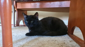 Darujeme do dobrých rukou černého kocourka - 4