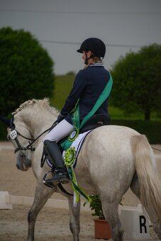 Úspěšný connemara valach TOP - 4