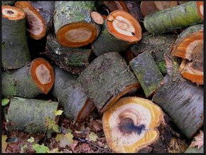 Suché palivové dřevo, dřevo na uzení, dubové kůly - 4