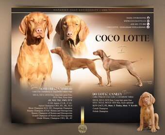Maďarský ohař s PP  - vizsla - 4