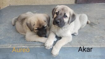 Kangal štěňata - 4