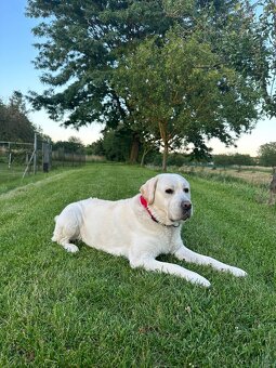 Labrador retrívr - bílé štěňátka bez PP - 4