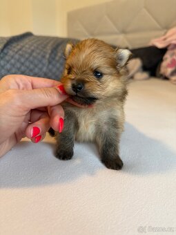 Pomeranian s PP FCI - 4