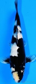 KOI KAPR originál Import , 12-70cm - 4