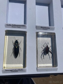 Brouci hmyz entomologie těžítka bezobratlí v pryskyřici epox - 4