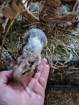 Prodej - osmák degu a klec - 4