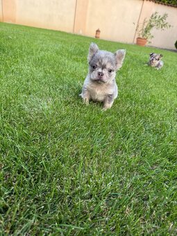 Francouzsky buldoček merle fluffy psík - 4