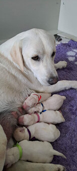 Labrador s PP - smetanová štěňátka - 4