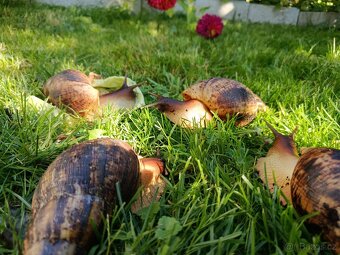 Šnek africký cca 15cm velký - 4