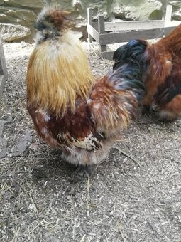 Hedvábnička velká vousatá - 4