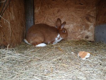 Meklenburský strakáč červeny - 4