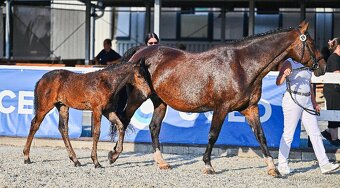 Kvalitní březí chovná klisna - 4