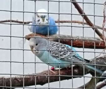 Andulky z venkovní voliery - 4