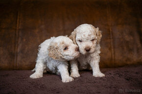 Štěně Lagotto romagnolo s PP (Italský vodní pes) - 4