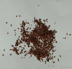 Hořec Tibetský-Gentiana tibetica 500 semen 50 Kč - 4