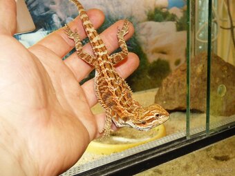Agama vousatá (Pogona viticeps) - 4
