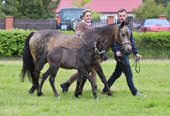 Pony, WPBR, HŘÍBĚ - 4