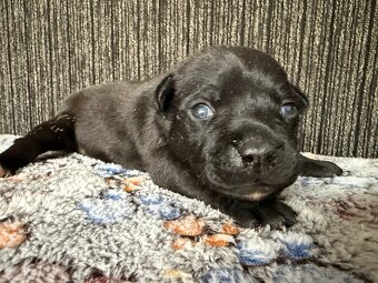 Stafordšírský bulteriér s PP - 4