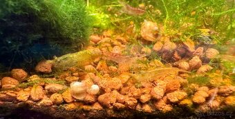 Krevetky akvarijní - 4