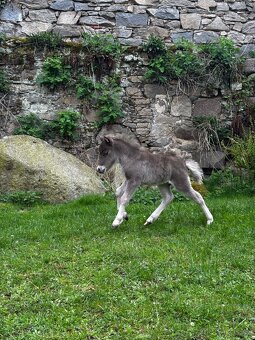 Minihorse - miniaturní kůň letošní hřebeček - 4