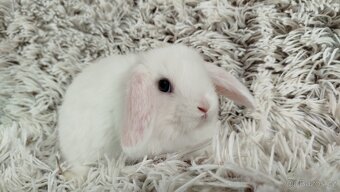 Zakrslý beránek, králíček, králík - TIMIÁN - 4