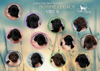 Flat coated retriever - 4