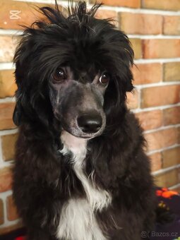 Čínský chocholatý pes, labutěnka - 4