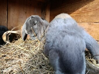 Francouzský beran modrý - 4