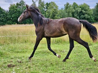 Lusitano klisna nar. 5/2024 - 4