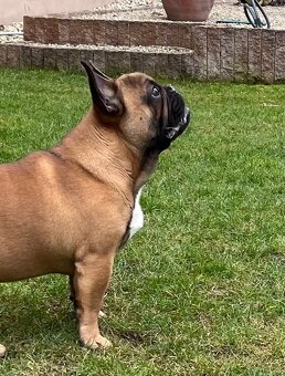 Francouzsky buldoček s PP - psík - 4