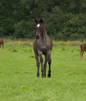 Orchid’s - pony B do sportu - 4