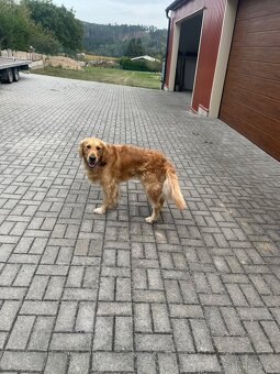 Zlaty retrívr ke krytí - 4