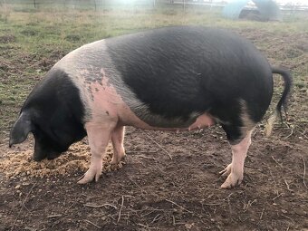 Vykrmená Přeštická prasata z volného chovu - 4