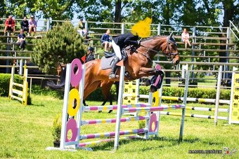 Kobyla s hříbětem - 4