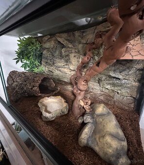 Vybavené terárium 100x50x50 - 4