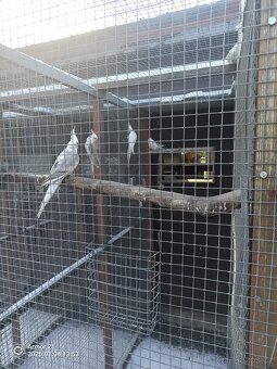 Končím s chovem - 4