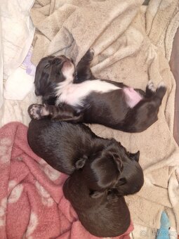 Štěně čivavy - 4